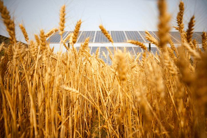 Agri-PV synergy in action: Ripe wheat fields merge with solar panels, exemplifying sustainable land use for photovoltaics and agriculture. 