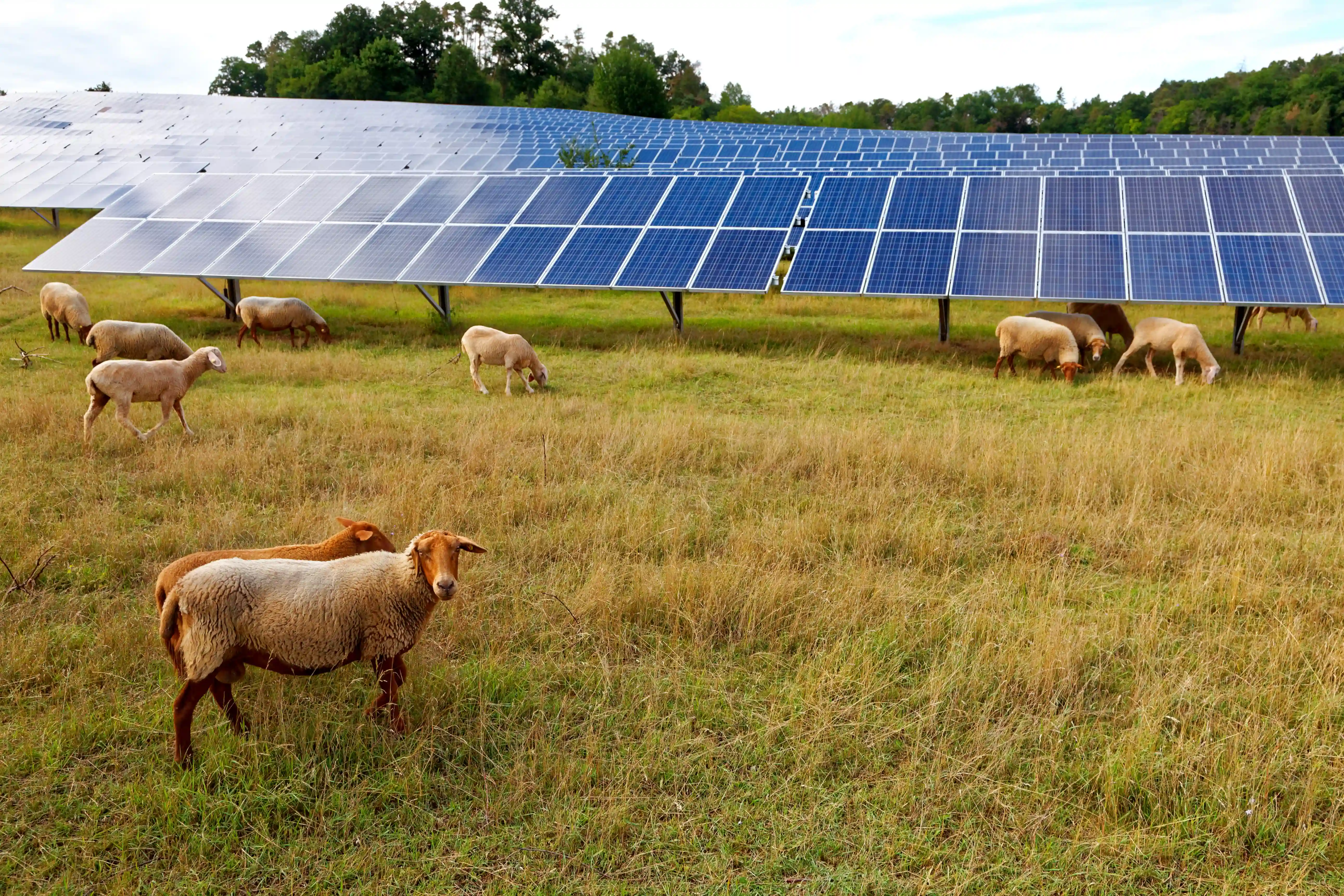 Sheep grazing under agri-PV solar panels