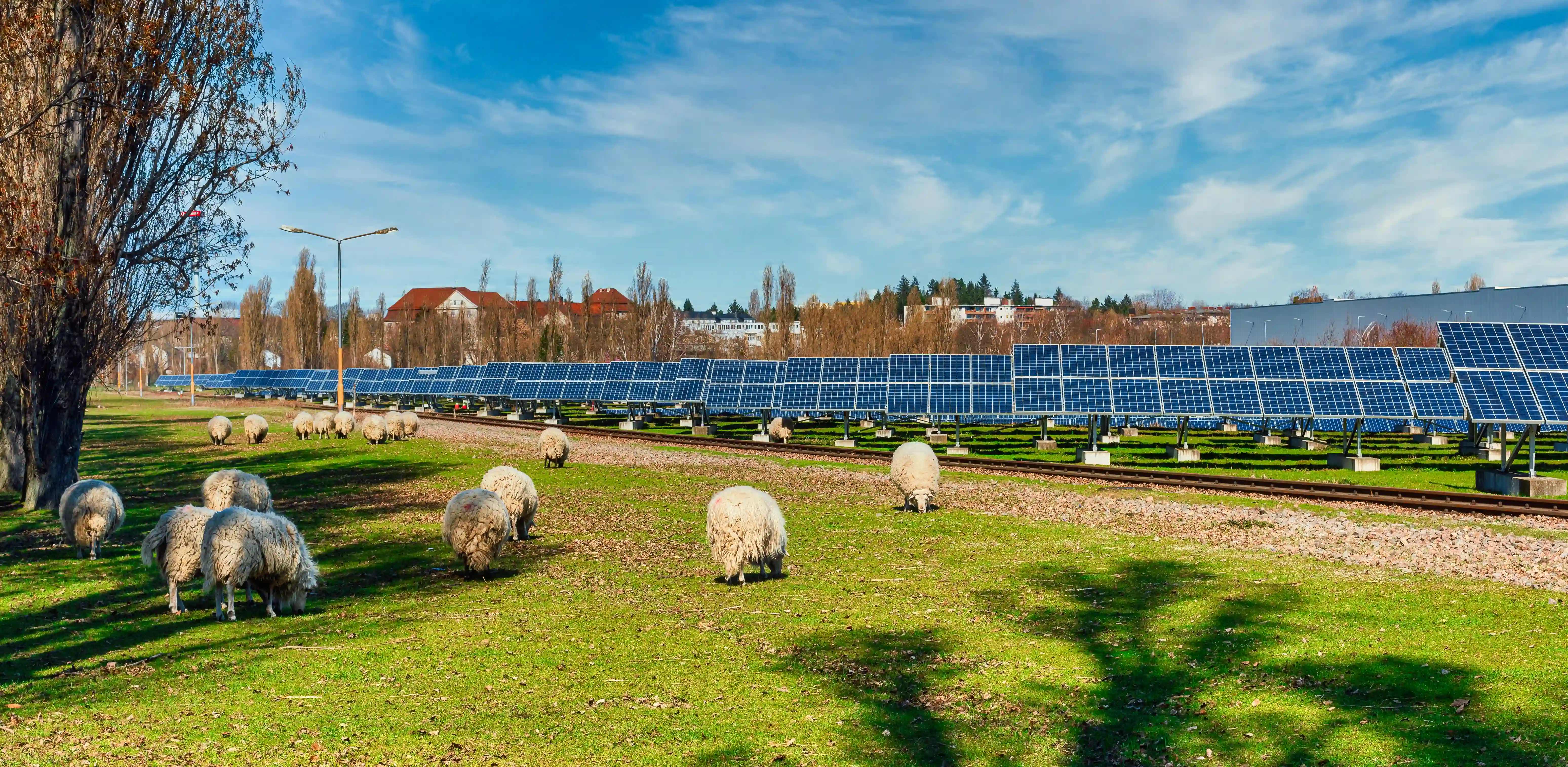 Agri-PV installation with sheep grazing
