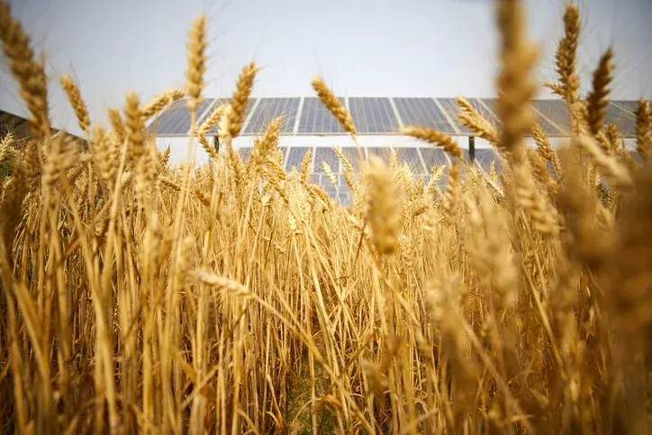 Agri-PV solar panels over wheat field
